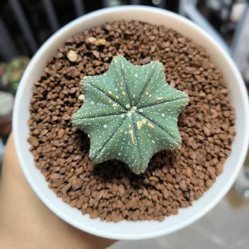 Pianta cactus succulenta - di,